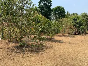 Prime Residential Land for Sale – Udugampola