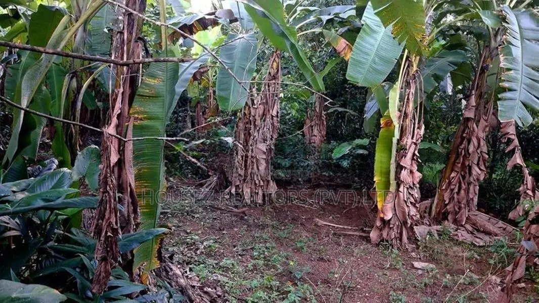 Valuable Land for Sale in Ranala