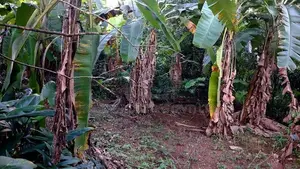 Valuable Land for Sale in Ranala
