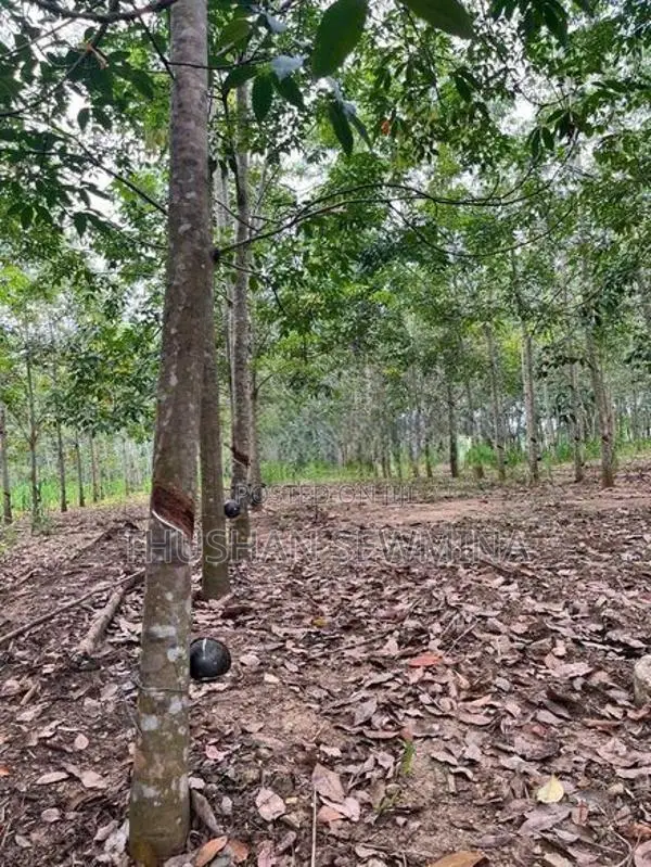 රබර් ඉඩම - බඩල්කුඹුර