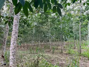 රබර් ඉඩම - බඩල්කුඹුර