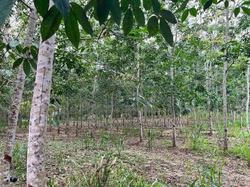 රබර් ඉඩම - බඩල්කුඹුර