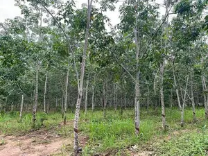 රබර් ඉඩම - බඩල්කුඹුර