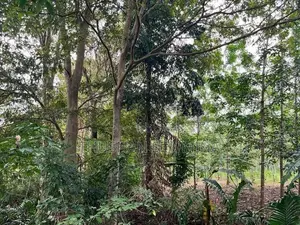 රබර් ඉඩම - බඩල්කුඹුර