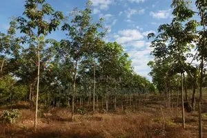 රබර් ඉඩම - බඩල්කුඹුර