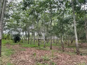අක්කර 10 රබර් ඉඩම බඩල්කුඹුර
