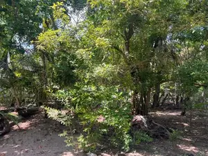 Land for Sale Batticaloa