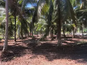 පදිංචියට වටිනා ඉඩමක් අඹගස්වැව