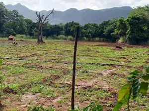 දඹුල්ල අවටින් අක්කර 3ක් ව්කිණිමට ඇත