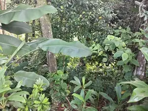 කිරිබත්කුඹුර හන්දිය ආසන්නයේ ඉඩමක්