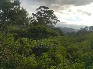 අක්කර 6ක වටිනා ඉඩමක් විකිණීමට – වැලිමඩ, කැටකෑල්ල (ඩයරබා)