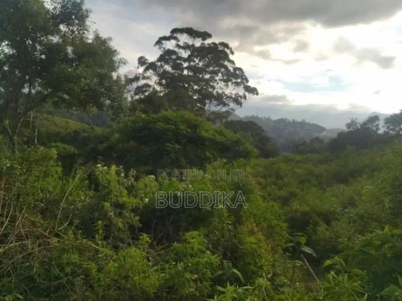 අක්කර 6ක වටිනා ඉඩමක් විකිණීමට – වැලිමඩ, කැටකෑල්ල (ඩයරබා)