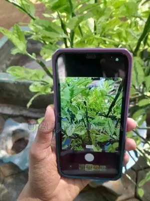 Apple iPhone 11 (Used)