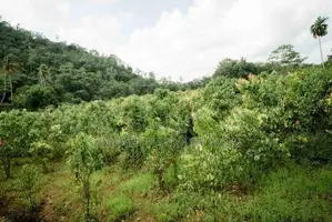 Land for Sale in Pitigala, Galle