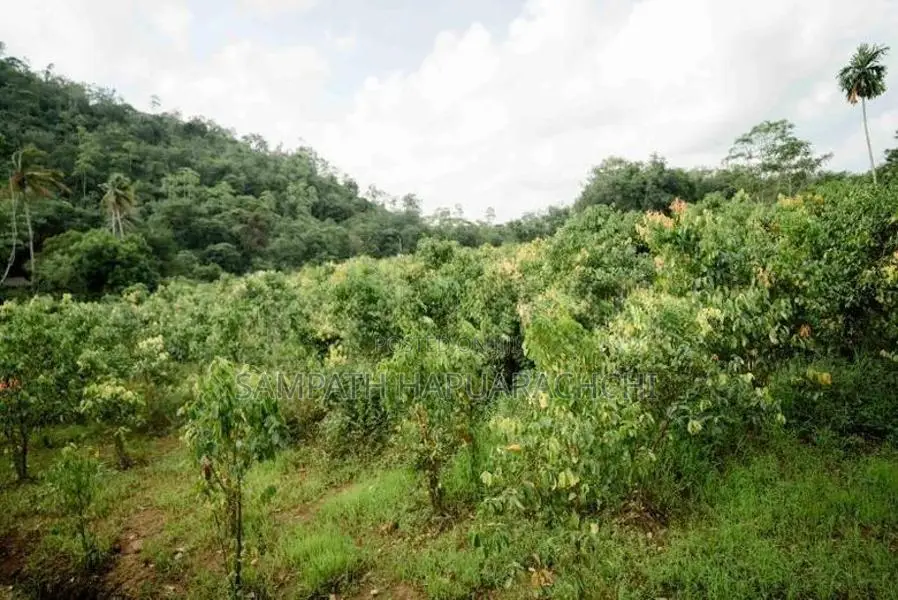 Land for Sale in Pitigala, Galle