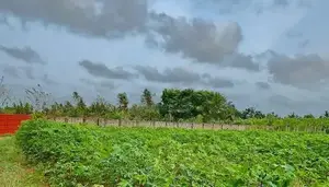Land for sale at Urelu