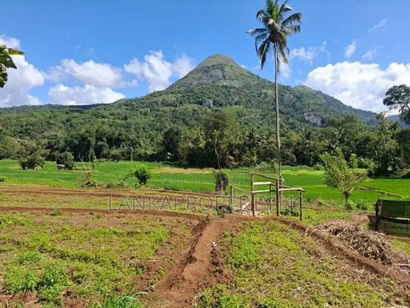 Valuable 3.75 Acres Agriculture Land for Sale in Matale.