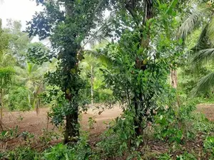78 Perches of Valuable Land for Sale in Halpe, Mirigama.