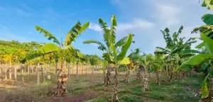 Land for sale at Urelu