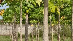Land for sale at Urelu