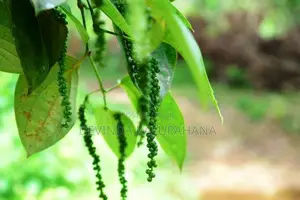 Land for Sale in Eheliyagoda, Ratnapura