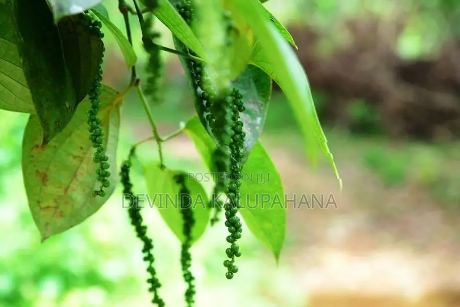 Land for Sale in Eheliyagoda, Ratnapura