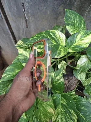 Apple iPhone 17 Pro Back Cover