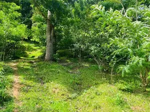 Land for Sale - Badulla