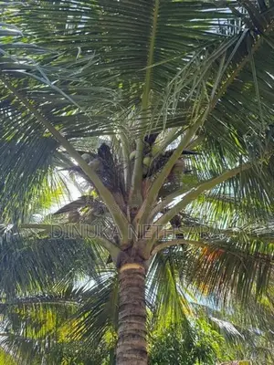 කතරගමින් වටිනා ඉඩමක්