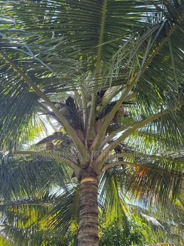 කතරගමින් වටිනා ඉඩමක්