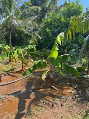 කතරගමින් වටිනා ඉඩමක්