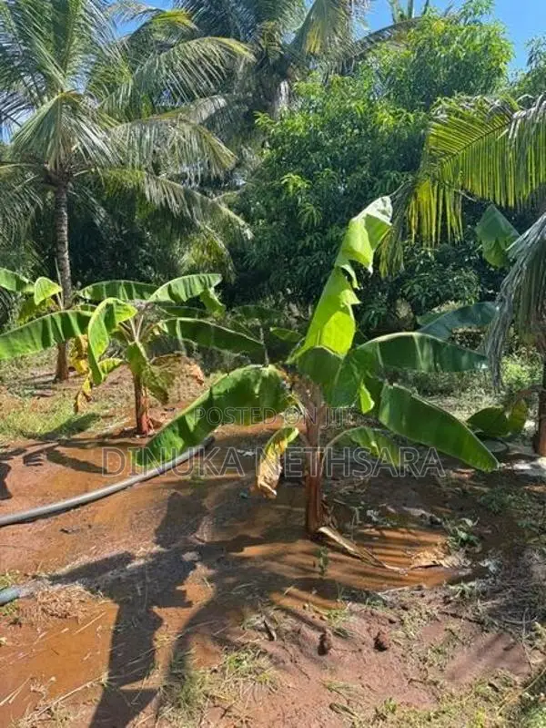 කතරගමින් වටිනා ඉඩමක්