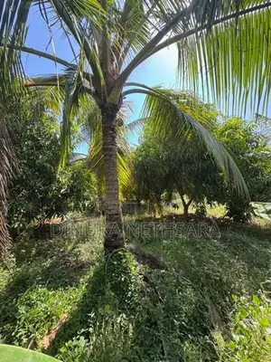 කතරගමින් වටිනා ඉඩමක්