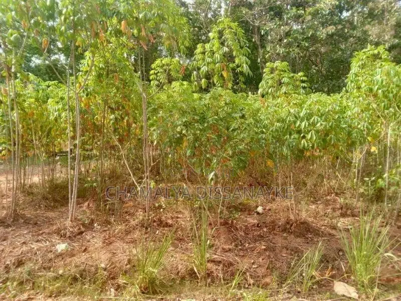 Land for Sale in Bibile