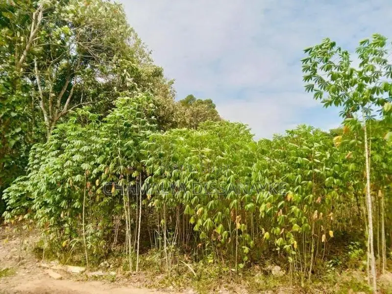 Land for Sale in Bibile