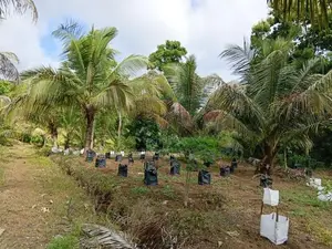 කුරුණෑගල ඉඩම විකිණිමට