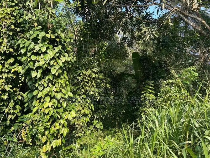 Land in Monaragala Hidakiwila Plot 01