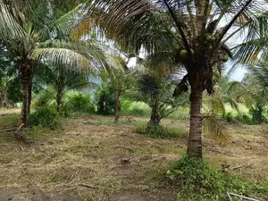කුරුණෑගල ඉඩම විකිණිමට