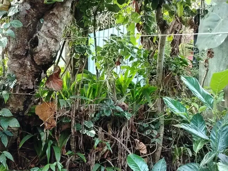 Single-Storey House for Sale in Meerigama