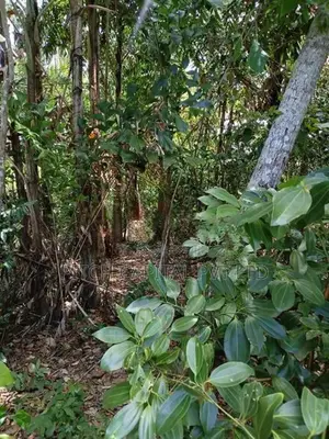 ඉඩමක් දික්වැල්ල හිරිකැටිය වෙරළට ආසන්නයෙන්