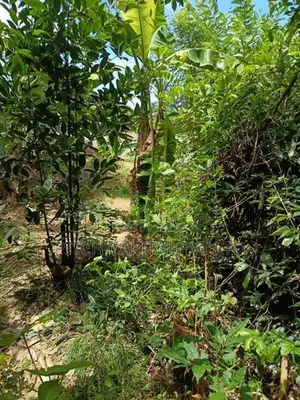 ඉඩමක් දික්වැල්ල හිරිකැටිය වෙරළට ආසන්නයෙන්