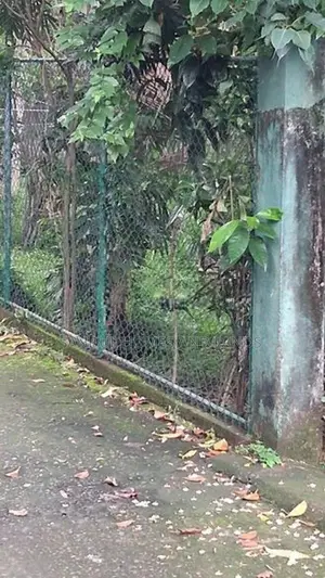 Super Land for Sale in Diwlpitiya