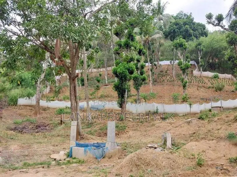 6 Acre Scenic Agricultural Land for Sale ( PRICE DROPED )