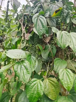 Kithulgala Land for Sale