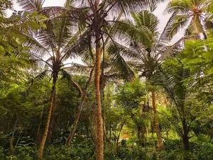 ඌරාපොලෙන් වගාව සමඟ වටිනා ඉඩමක් / SA 8152