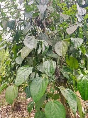 Kithulgala Land for Sale