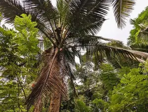 ඌරාපොලෙන් වගාව සමඟ වටිනා ඉඩමක් / SA 8152