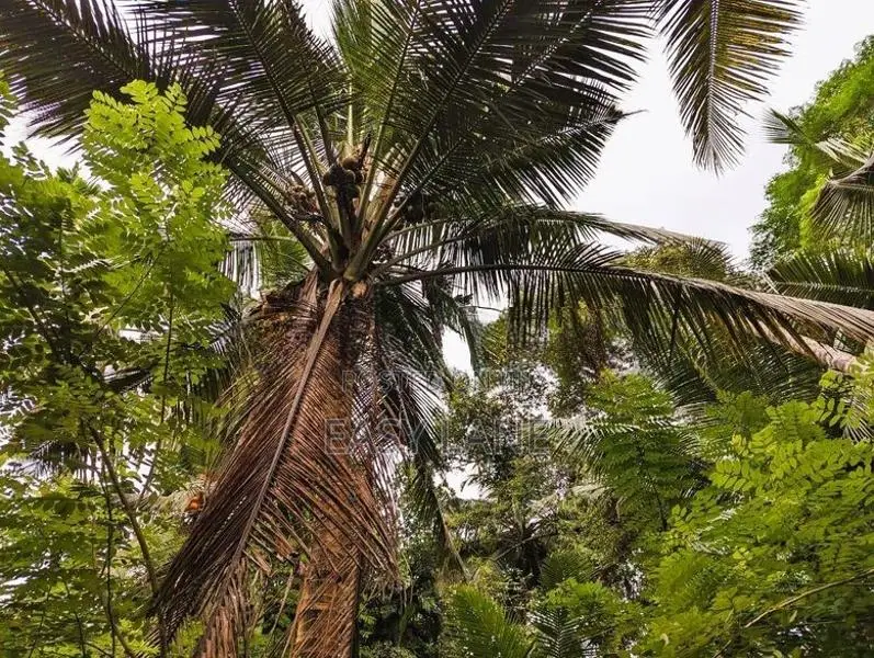 ඌරාපොලෙන් වගාව සමඟ වටිනා ඉඩමක් / SA 8152