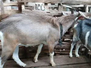 Farm Goat