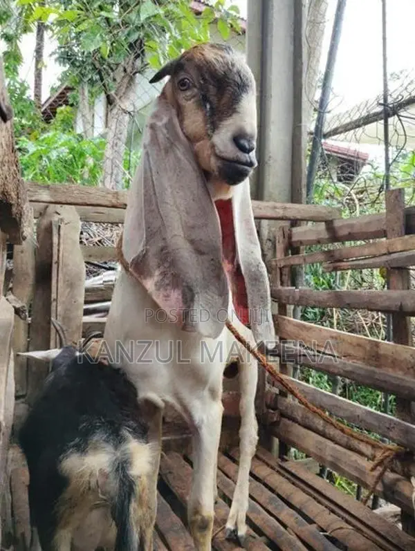 Farm Goat